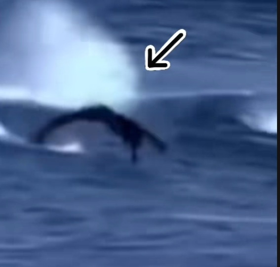 Escola de sereias captadas no Chile.